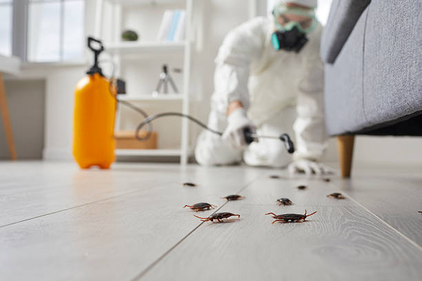Commercial Rodent Management in Palermo